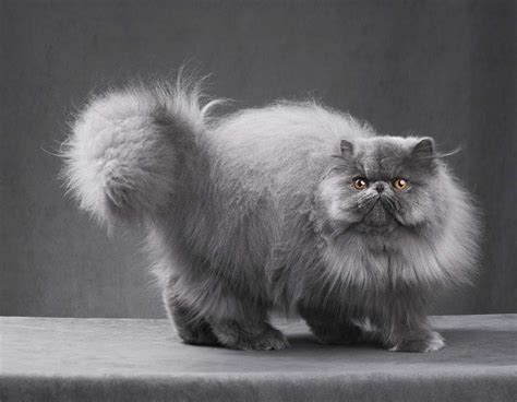 persian kitty|Persian Cat: Breed Profile, Characteristics & Care .